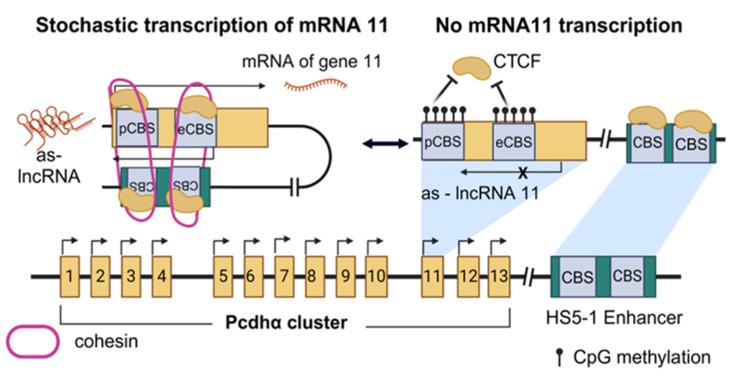 https://cdn.ncbi.nlm.nih.gov/pmc/blobs/4627/11311644/f70f124dcf7f/cancers-16-02728-g003.jpg