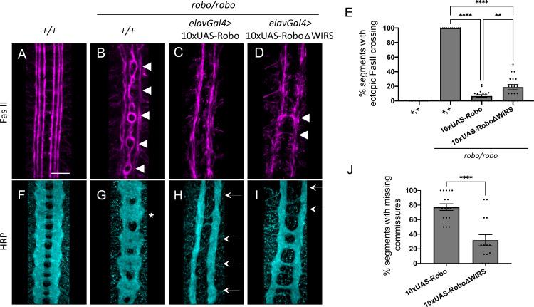 https://cdn.ncbi.nlm.nih.gov/pmc/blobs/4662/8096436/0d19f4b76c6a/elife-64474-fig4-figsupp1.jpg
