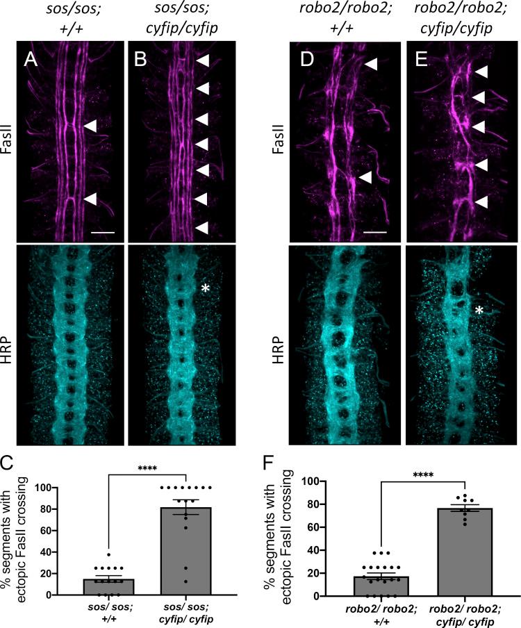https://cdn.ncbi.nlm.nih.gov/pmc/blobs/4662/8096436/184b636d976b/elife-64474-fig2.jpg