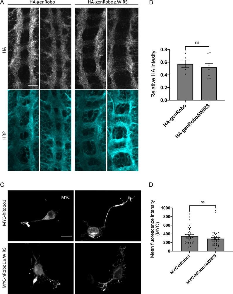 https://cdn.ncbi.nlm.nih.gov/pmc/blobs/4662/8096436/7e6038f2ade3/elife-64474-fig6-figsupp2.jpg