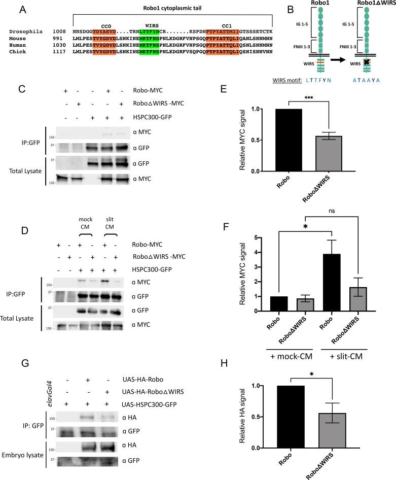 https://cdn.ncbi.nlm.nih.gov/pmc/blobs/4662/8096436/9d3c6b32618e/elife-64474-fig3.jpg