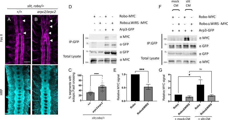 https://cdn.ncbi.nlm.nih.gov/pmc/blobs/4662/8096436/add53f6f39b3/elife-64474-fig6.jpg