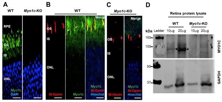 https://cdn.ncbi.nlm.nih.gov/pmc/blobs/4685/8229726/ea83e67329a4/cells-10-01322-g001.jpg