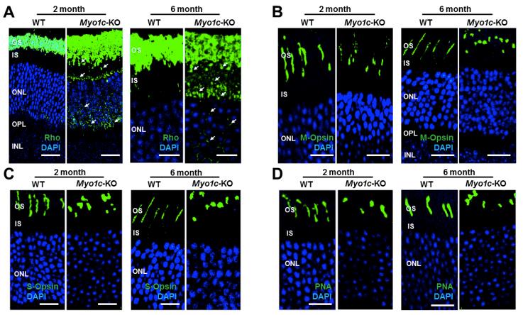 https://cdn.ncbi.nlm.nih.gov/pmc/blobs/4685/8229726/f6d4aaf0d962/cells-10-01322-g003.jpg
