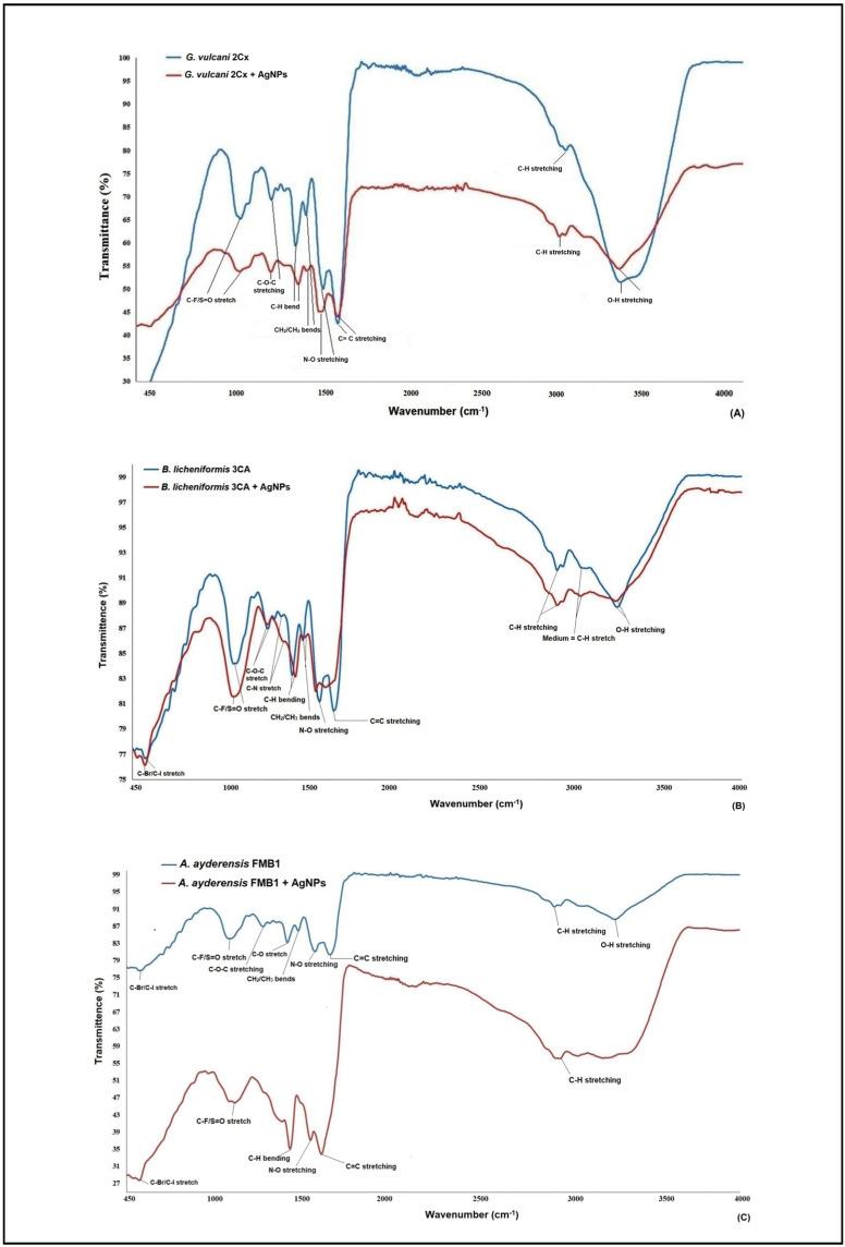 https://cdn.ncbi.nlm.nih.gov/pmc/blobs/46d0/10892981/b05ed0bb737b/microorganisms-12-00402-g003.jpg