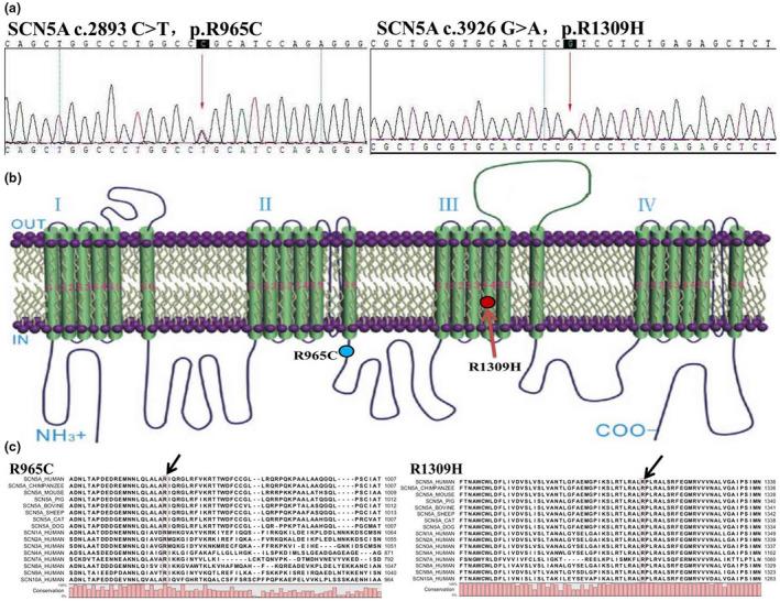 https://cdn.ncbi.nlm.nih.gov/pmc/blobs/46e0/8172209/7fd2ce6a507e/MGG3-9-e1613-g001.jpg