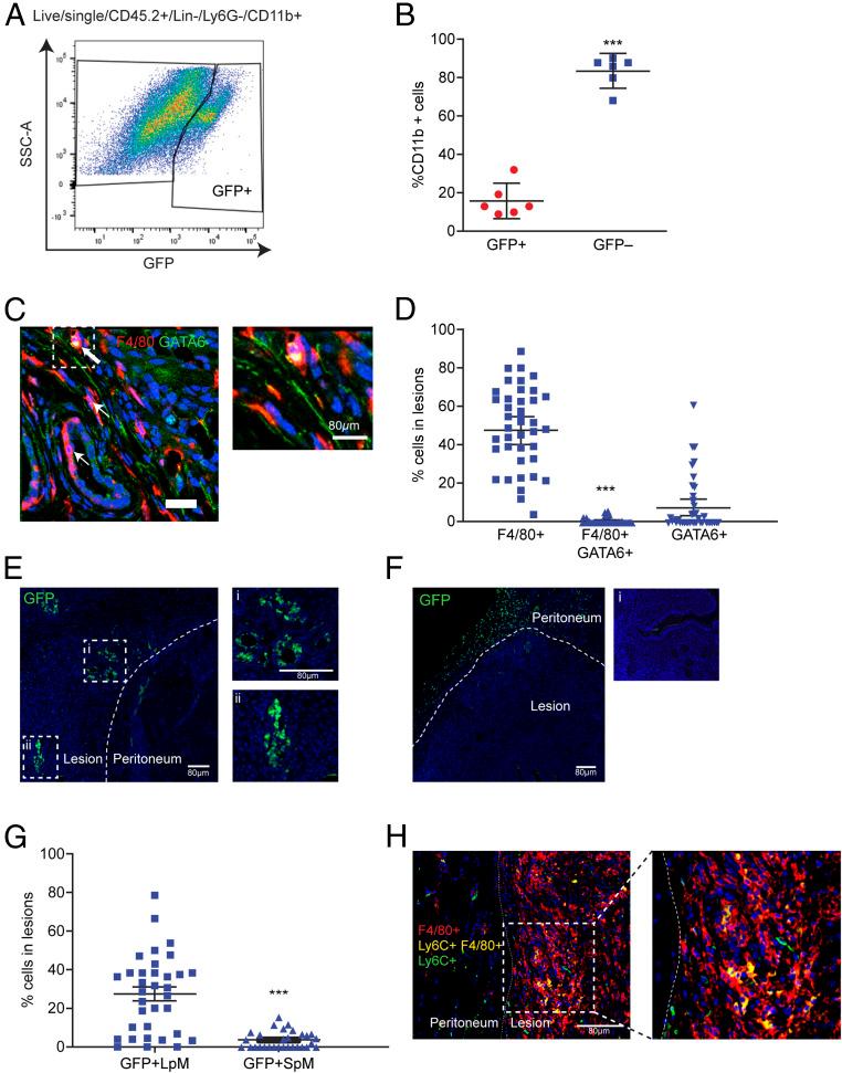 https://cdn.ncbi.nlm.nih.gov/pmc/blobs/46ec/8017702/487a11d35521/pnas.2013776118fig01.jpg