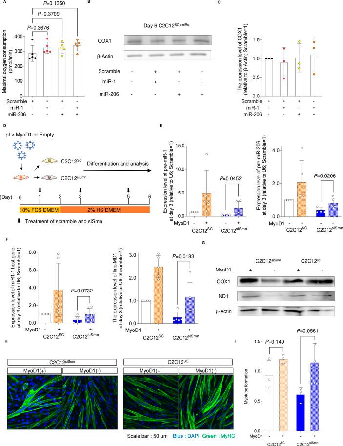 https://cdn.ncbi.nlm.nih.gov/pmc/blobs/46f0/9834662/114116e2d4e8/LSA-2022-01457_FigS3.jpg