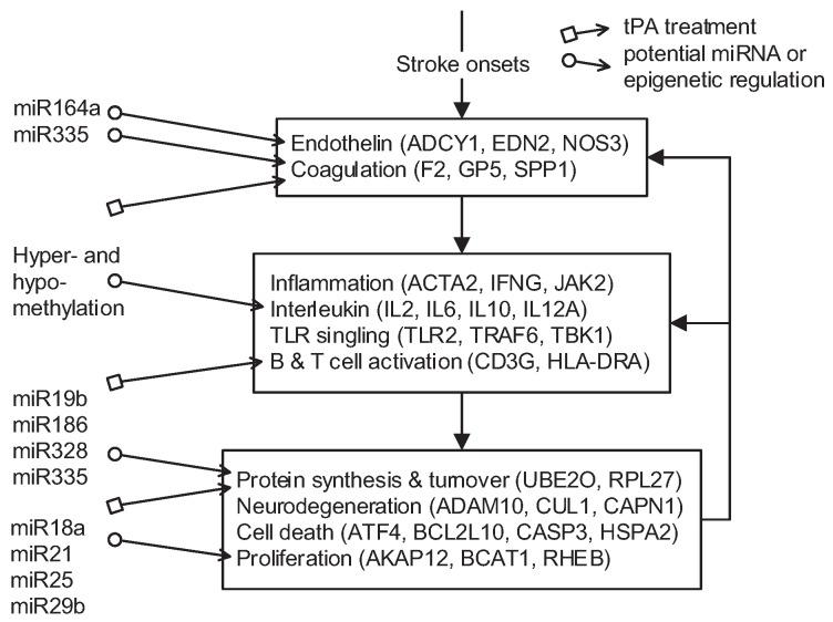 https://cdn.ncbi.nlm.nih.gov/pmc/blobs/4711/4813168/0cc3529a49d0/ijms-17-00305-g004.jpg