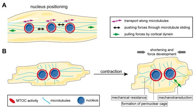 https://cdn.ncbi.nlm.nih.gov/pmc/blobs/47ae/7349303/22f55882ad03/cells-09-01395-g003.jpg