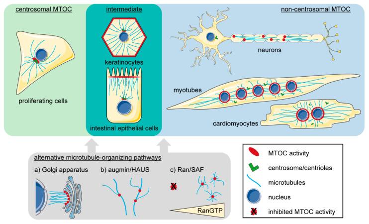 https://cdn.ncbi.nlm.nih.gov/pmc/blobs/47ae/7349303/df248d7438a4/cells-09-01395-g001.jpg