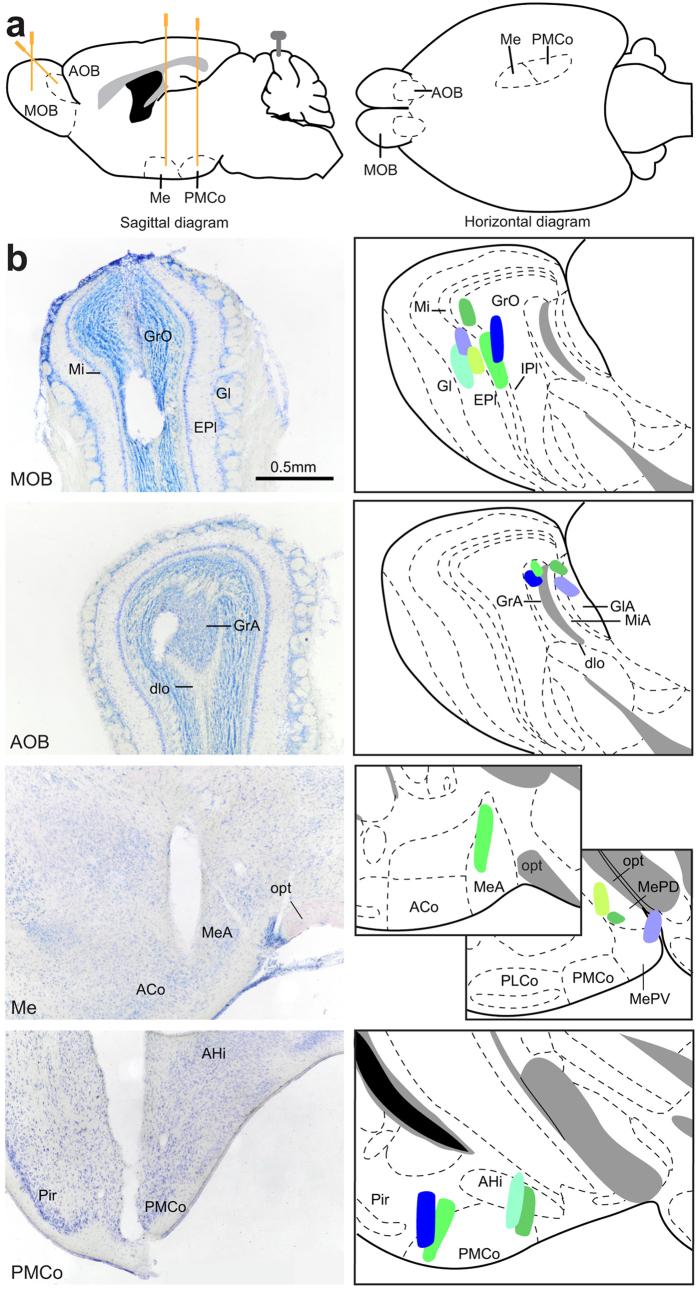 https://cdn.ncbi.nlm.nih.gov/pmc/blobs/47c4/5577179/23d8d0f6f95f/41598_2017_10089_Fig1_HTML.jpg