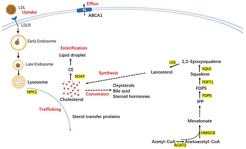 https://cdn.ncbi.nlm.nih.gov/pmc/blobs/47f1/11351655/de68c2a12f46/biomedicines-12-01832-g002.jpg