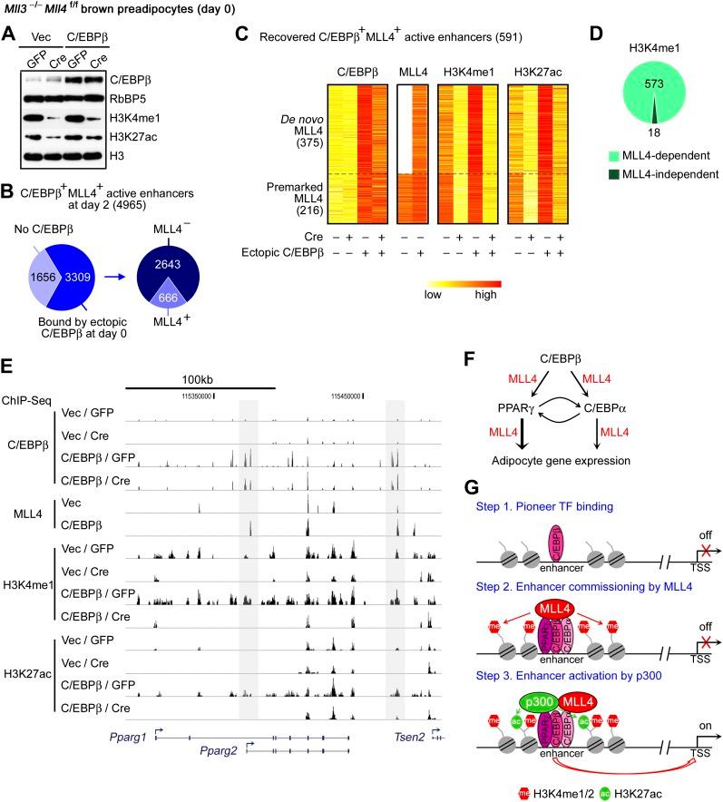 https://cdn.ncbi.nlm.nih.gov/pmc/blobs/4800/3869375/6d6be9c41958/elife-01503-fig8.jpg