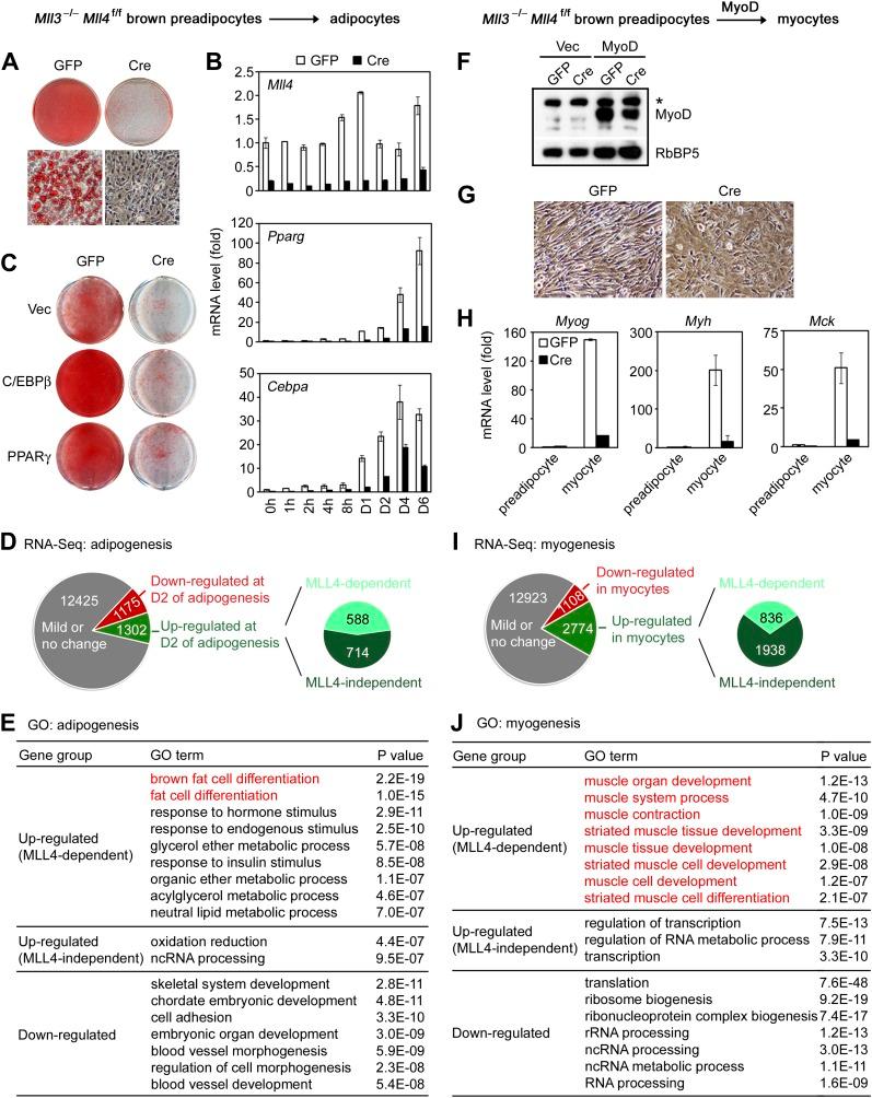 https://cdn.ncbi.nlm.nih.gov/pmc/blobs/4800/3869375/7b7fe5764b94/elife-01503-fig2.jpg
