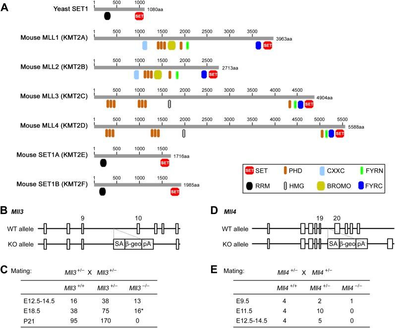 https://cdn.ncbi.nlm.nih.gov/pmc/blobs/4800/3869375/811609246c28/elife-01503-fig1-figsupp1.jpg