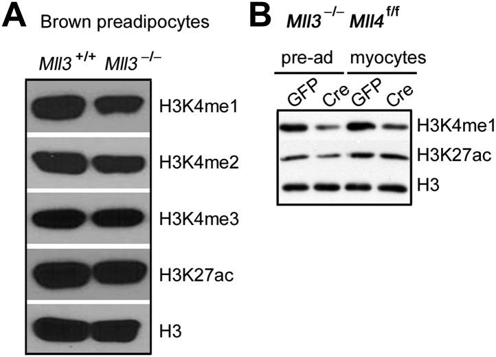 https://cdn.ncbi.nlm.nih.gov/pmc/blobs/4800/3869375/951460caebc7/elife-01503-fig6-figsupp1.jpg