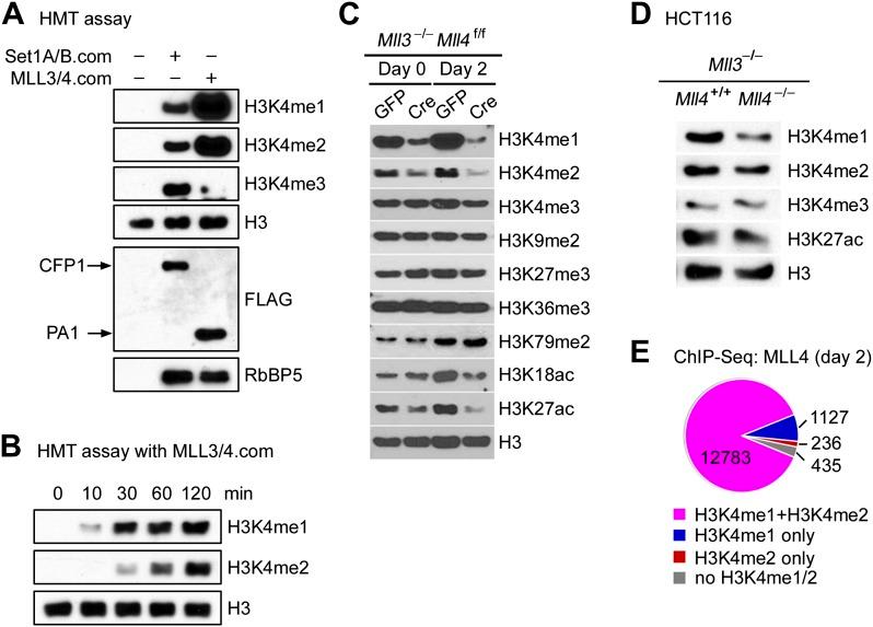 https://cdn.ncbi.nlm.nih.gov/pmc/blobs/4800/3869375/e77e75099fa1/elife-01503-fig6.jpg