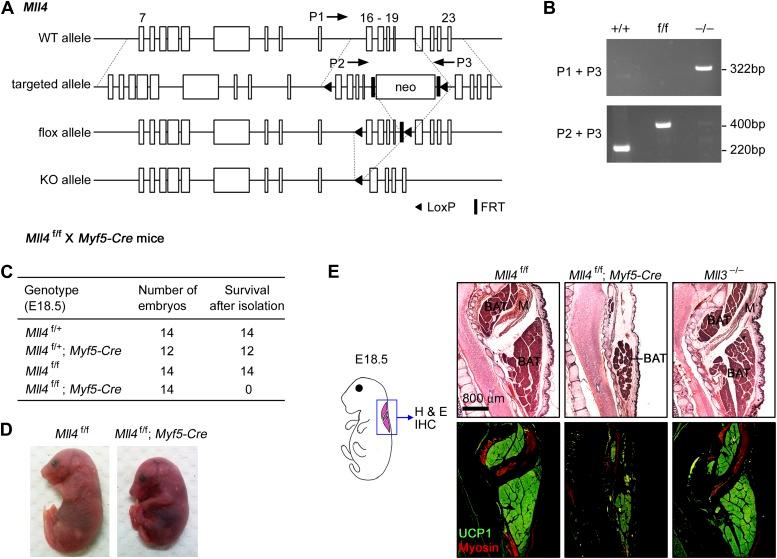 https://cdn.ncbi.nlm.nih.gov/pmc/blobs/4800/3869375/ea1a00bf2dee/elife-01503-fig1.jpg