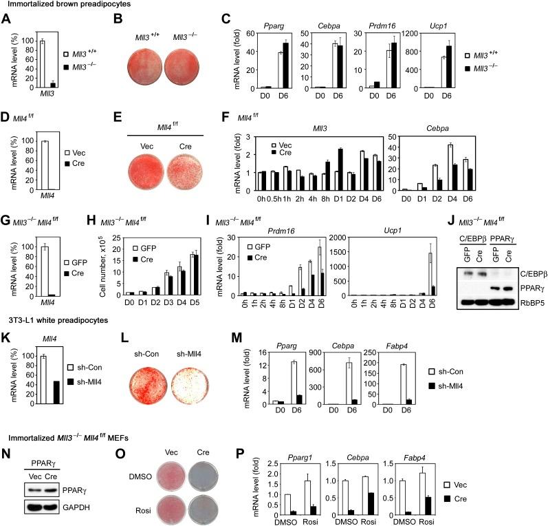 https://cdn.ncbi.nlm.nih.gov/pmc/blobs/4800/3869375/eb1861c61a2a/elife-01503-fig2-figsupp1.jpg