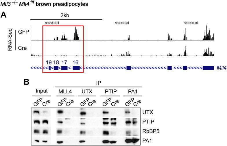 https://cdn.ncbi.nlm.nih.gov/pmc/blobs/4800/3869375/eee20076eb55/elife-01503-fig1-figsupp2.jpg