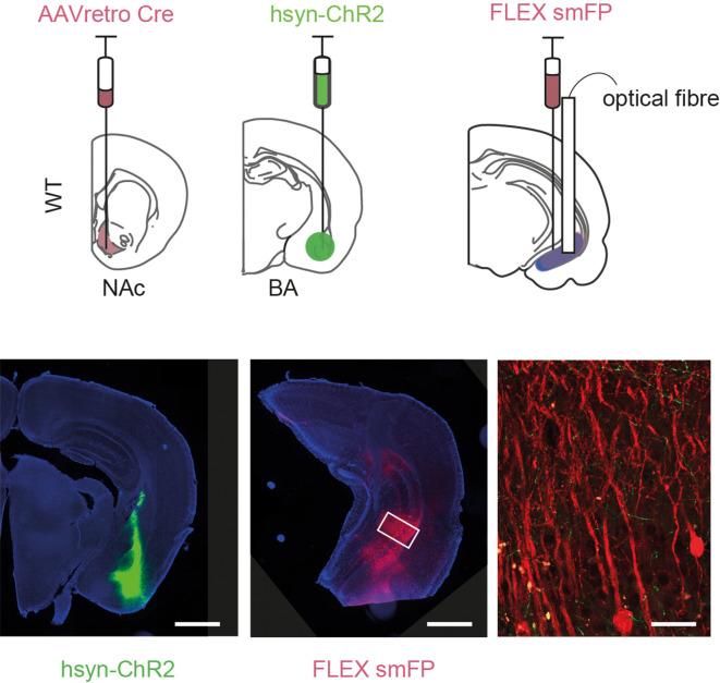 https://cdn.ncbi.nlm.nih.gov/pmc/blobs/4803/8654375/a867ff857dd7/elife-74758-fig7-figsupp2.jpg