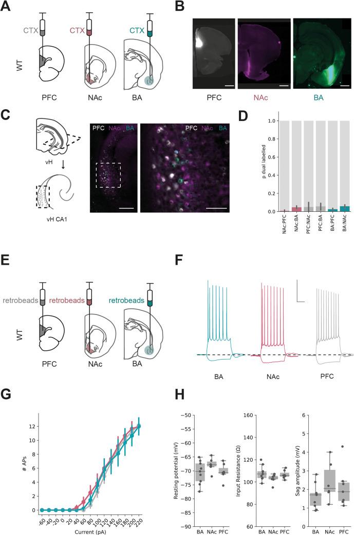https://cdn.ncbi.nlm.nih.gov/pmc/blobs/4803/8654375/a95245bf7e7c/elife-74758-fig3.jpg