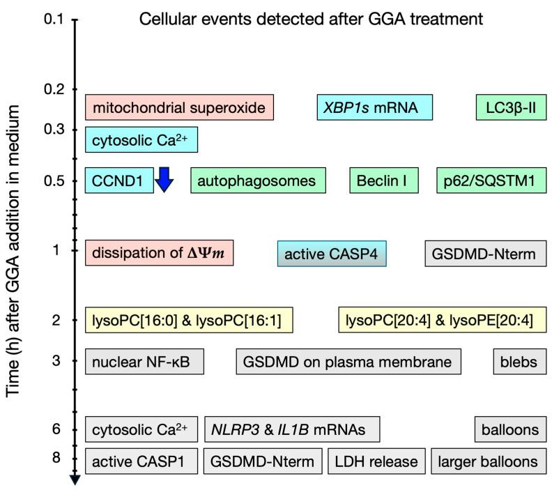 https://cdn.ncbi.nlm.nih.gov/pmc/blobs/4824/11119665/c7b3a861a971/cells-13-00809-g001.jpg