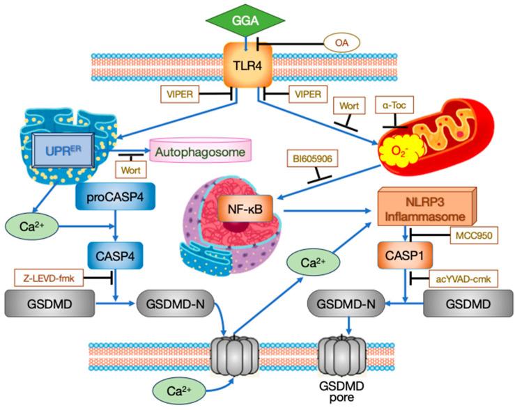 https://cdn.ncbi.nlm.nih.gov/pmc/blobs/4824/11119665/f3de614af954/cells-13-00809-g002.jpg