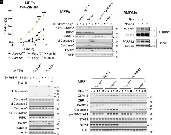 https://cdn.ncbi.nlm.nih.gov/pmc/blobs/483e/12184365/47763848898e/pnas.2426660122fig04.jpg