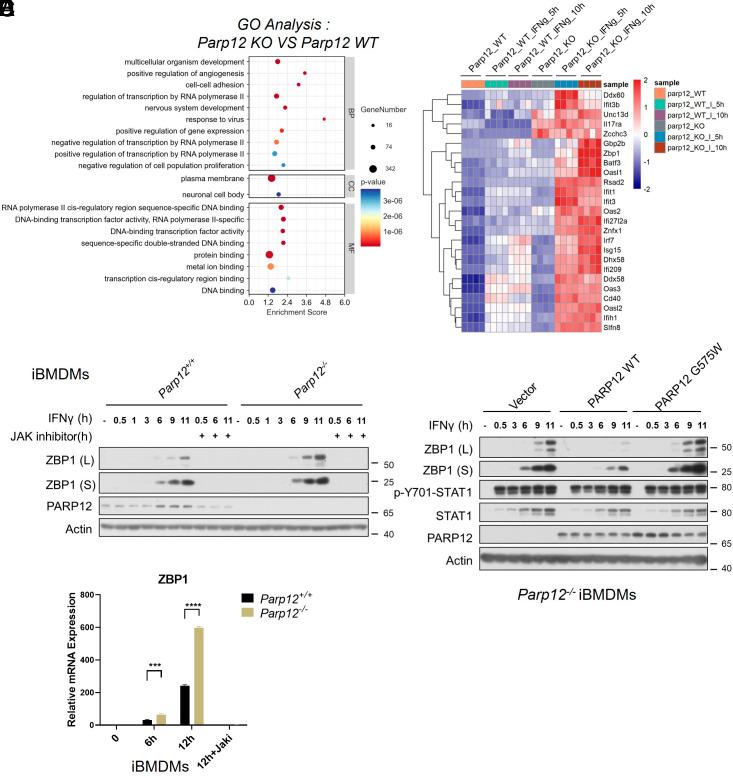 https://cdn.ncbi.nlm.nih.gov/pmc/blobs/483e/12184365/6c0d2f94d25f/pnas.2426660122fig01.jpg