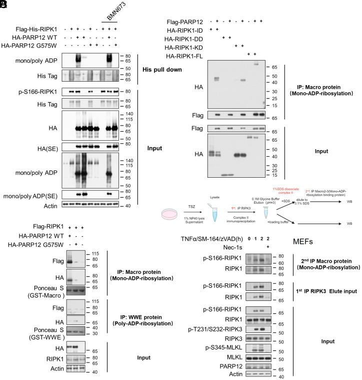 https://cdn.ncbi.nlm.nih.gov/pmc/blobs/483e/12184365/7f4052655474/pnas.2426660122fig05.jpg