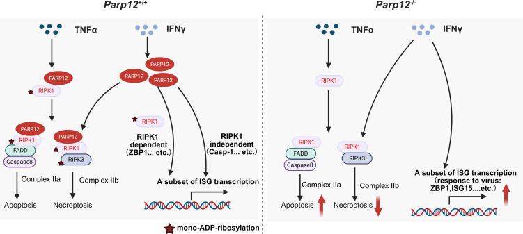 https://cdn.ncbi.nlm.nih.gov/pmc/blobs/483e/12184365/8aa2b1aa288c/pnas.2426660122fig08.jpg