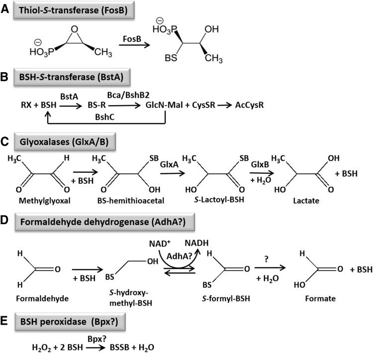 https://cdn.ncbi.nlm.nih.gov/pmc/blobs/4846/5790435/bd51c985ec58/fig-3.jpg