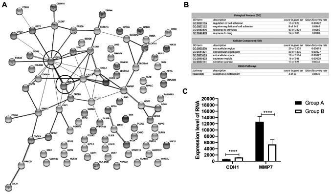 https://cdn.ncbi.nlm.nih.gov/pmc/blobs/4849/8185702/c73d02d9508a/ol-22-01-12830-g03.jpg
