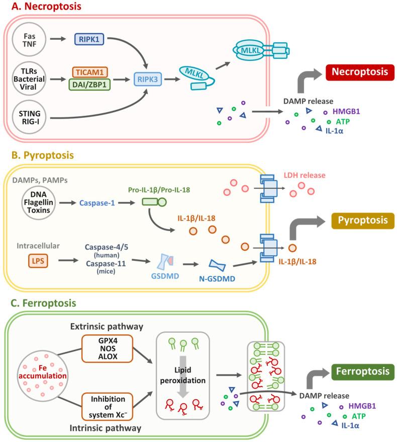 https://cdn.ncbi.nlm.nih.gov/pmc/blobs/484c/12293011/345267595e66/biomedicines-13-01745-g003.jpg