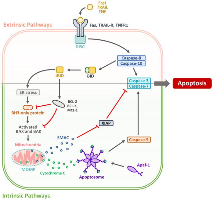 https://cdn.ncbi.nlm.nih.gov/pmc/blobs/484c/12293011/438806ae8448/biomedicines-13-01745-g001.jpg