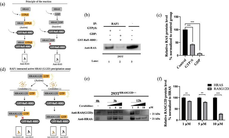 https://cdn.ncbi.nlm.nih.gov/pmc/blobs/484f/9762712/4bbb7a147ec7/elife-79747-fig12.jpg