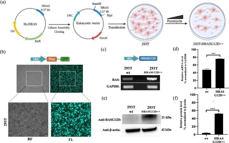 https://cdn.ncbi.nlm.nih.gov/pmc/blobs/484f/9762712/af2a2af7a332/elife-79747-fig10.jpg