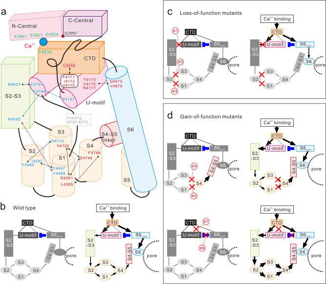 https://cdn.ncbi.nlm.nih.gov/pmc/blobs/4869/9123176/e340c6e34296/41467_2022_30429_Fig6_HTML.jpg