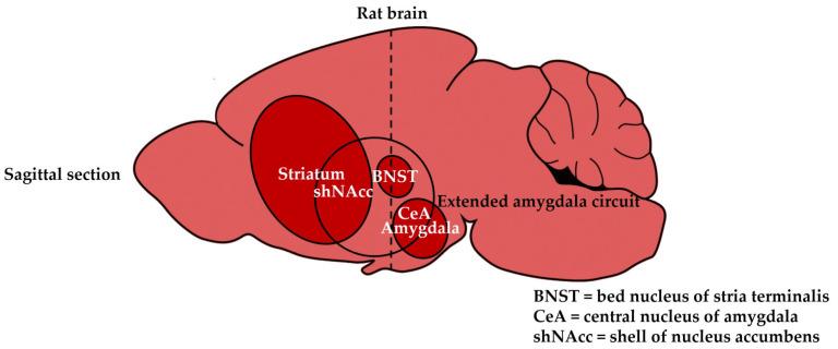 https://cdn.ncbi.nlm.nih.gov/pmc/blobs/48fb/10525377/c9b08dfe94fb/biomedicines-11-02456-g001.jpg
