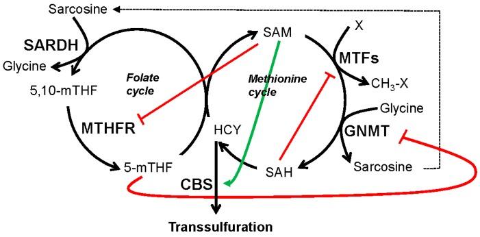 https://cdn.ncbi.nlm.nih.gov/pmc/blobs/4901/5000606/44f18c085829/ijms-17-01208-g002.jpg