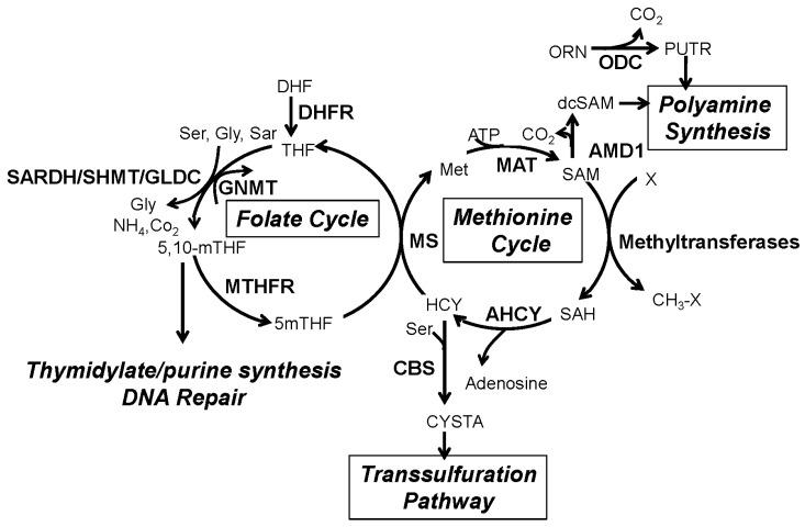 https://cdn.ncbi.nlm.nih.gov/pmc/blobs/4901/5000606/96fdaa553288/ijms-17-01208-g001.jpg