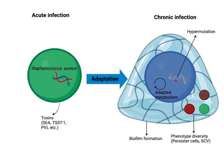https://cdn.ncbi.nlm.nih.gov/pmc/blobs/4910/10044129/a37e38f534f9/antibiotics-12-00484-g003.jpg