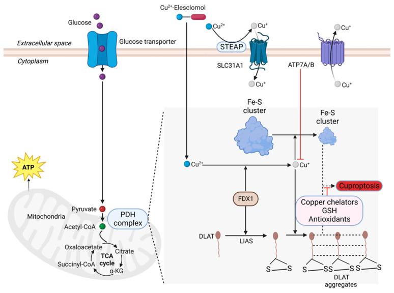 https://cdn.ncbi.nlm.nih.gov/pmc/blobs/4936/10216514/55b337a8d8a5/cells-12-01369-g006.jpg