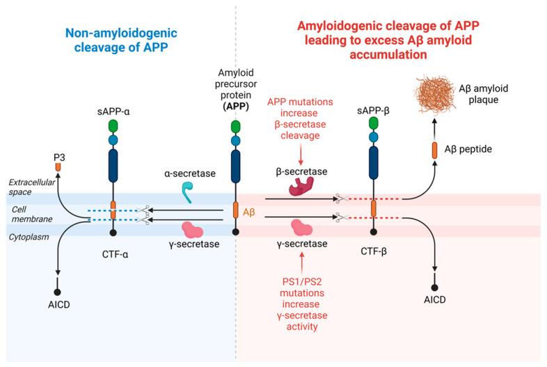 https://cdn.ncbi.nlm.nih.gov/pmc/blobs/4936/10216514/fe12d096f6a3/cells-12-01369-g003.jpg