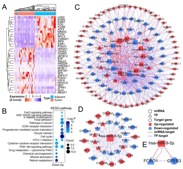 https://cdn.ncbi.nlm.nih.gov/pmc/blobs/4946/9265408/4cfea9c92c6d/cells-11-02116-g001.jpg