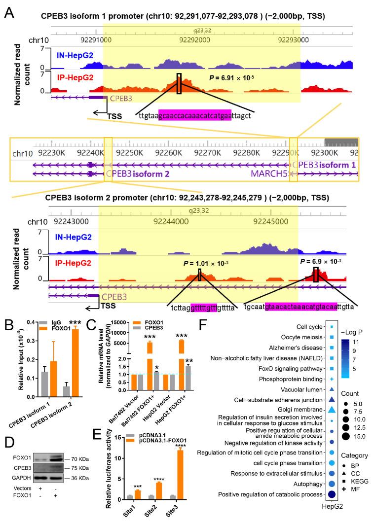 https://cdn.ncbi.nlm.nih.gov/pmc/blobs/4946/9265408/ac86fdeb64b8/cells-11-02116-g004.jpg