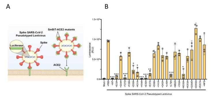 https://cdn.ncbi.nlm.nih.gov/pmc/blobs/4949/7956771/85c955ea6f2b/ijms-22-02268-g004.jpg