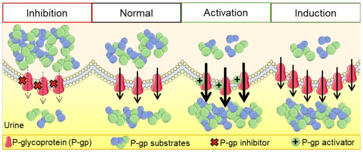 https://cdn.ncbi.nlm.nih.gov/pmc/blobs/4963/10673607/79ce1512d19b/molecules-28-07532-g006.jpg